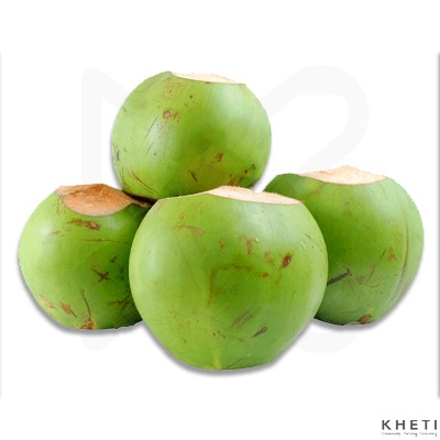Green Coconut (Big pc)